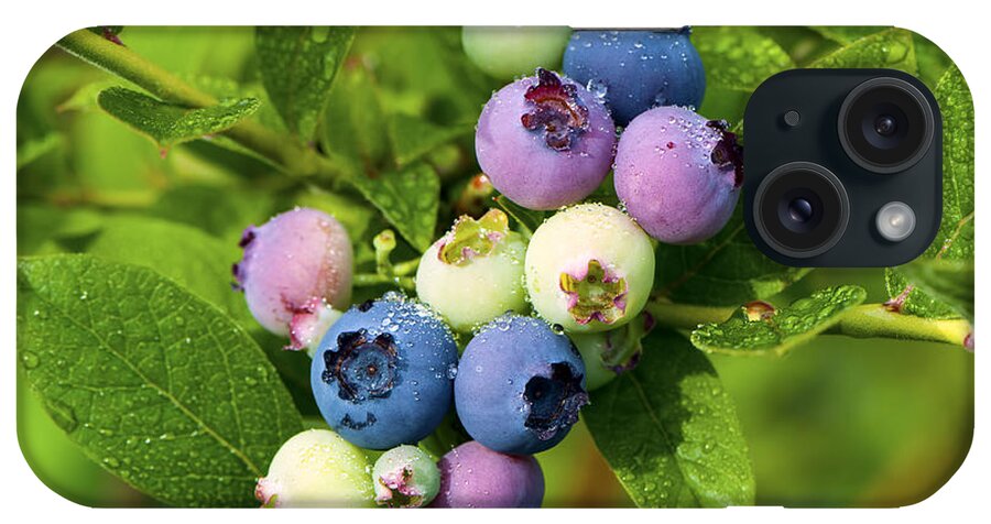 Berry iPhone Case featuring the photograph Berry Fresh 2 by Sharon Talson