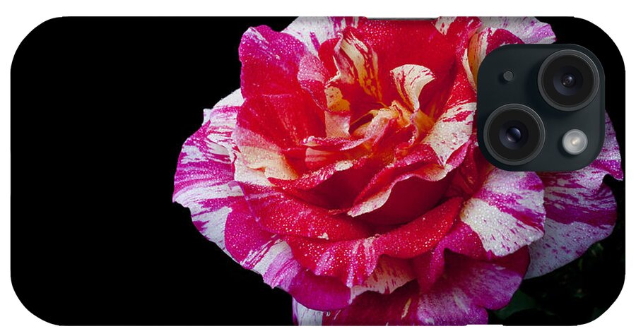 Rose iPhone Case featuring the photograph Bicolour Beauty by Doug Norkum