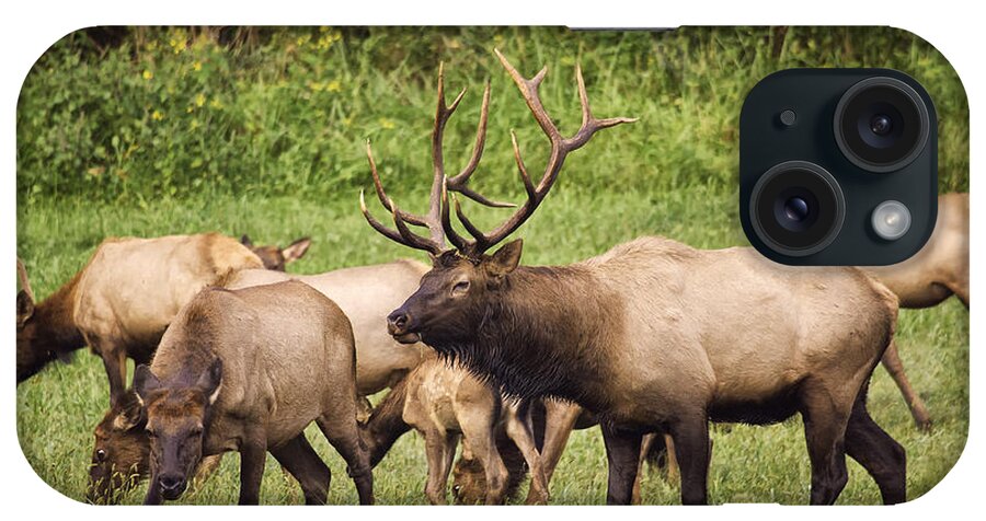 Arkansas Bull Elk iPhone Case featuring the photograph Big Arkansas Bull Elk with Harem by Michael Dougherty