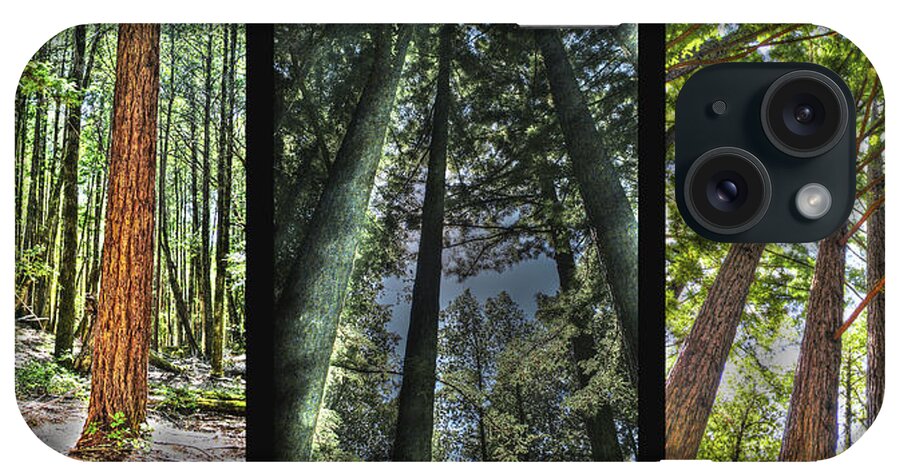 Basin iPhone Case featuring the photograph Big Basin Redwoods SP Panel by SC Heffner