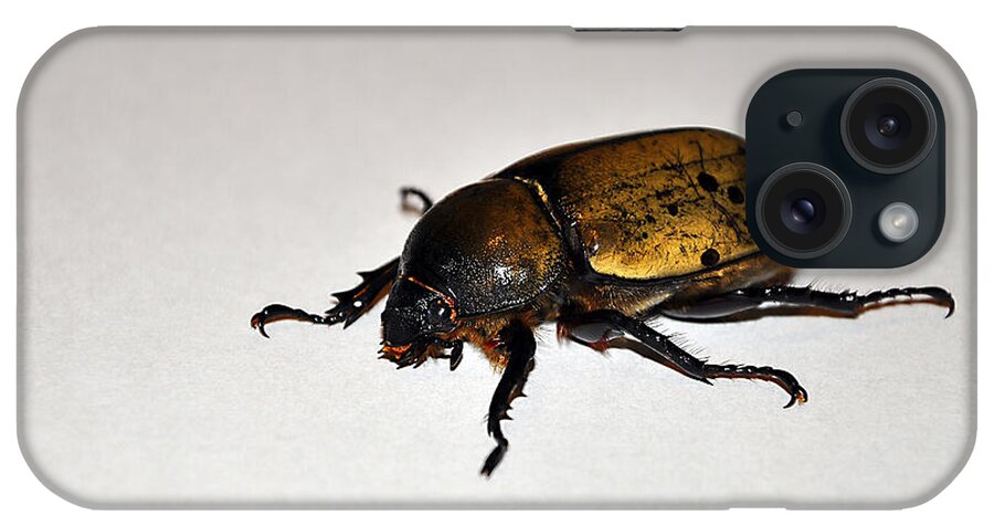 Eastern Hercules Beetle iPhone Case featuring the photograph Big Beautiful Beetle by Al Powell Photography USA