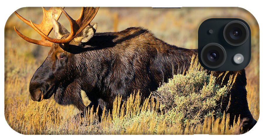Moose iPhone Case featuring the photograph Big Boy by Greg Norrell