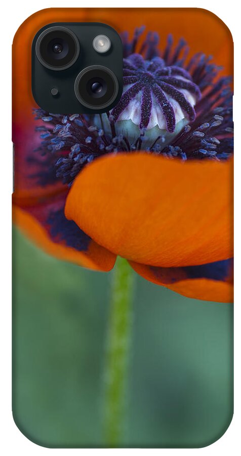 Poppy iPhone Case featuring the photograph Big Red Poppy by Rebecca Cozart