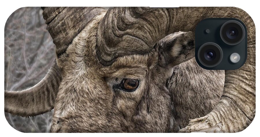 Sheep iPhone Case featuring the photograph Bighorn Sheep Portrait by Betty Depee