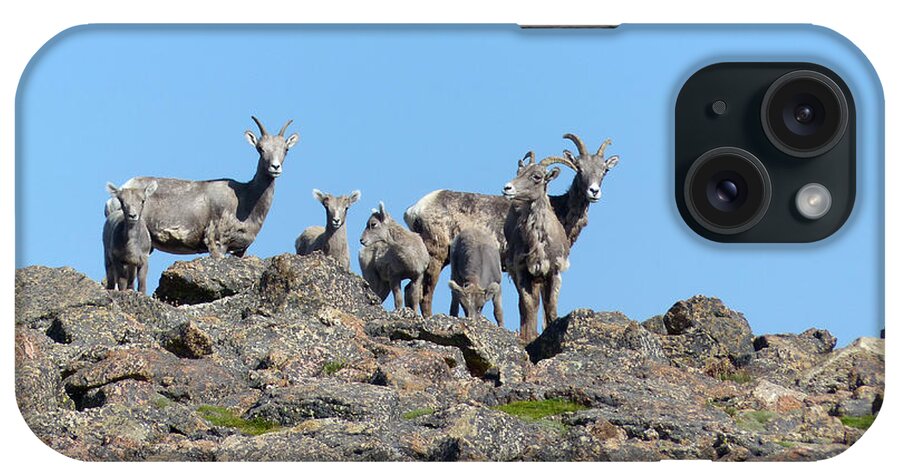 Sheep iPhone Case featuring the photograph Bighorn Sheep by Thomas Samida