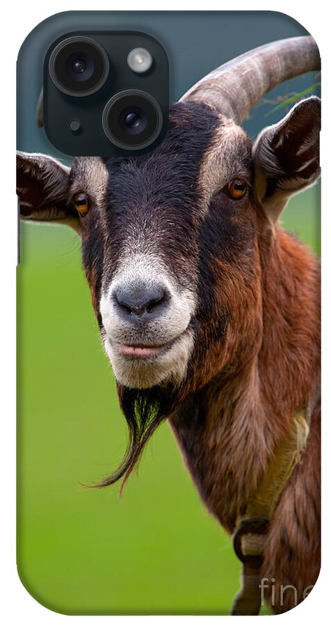 Goat iPhone Case featuring the photograph Billy Goat by Robert Wilken