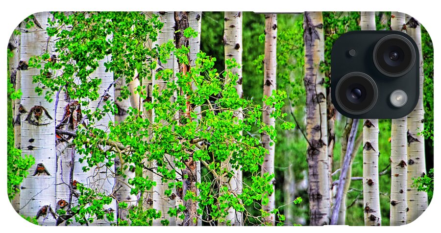 Nature iPhone Case featuring the photograph Birch tree forest by Jim Boardman