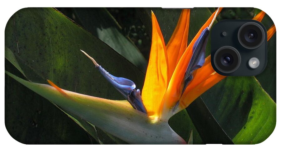 Flower iPhone Case featuring the photograph Bird of Paradise by Derek Dean