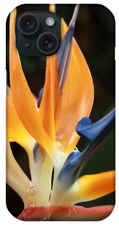 Floral iPhone Case featuring the photograph Bird of Paradise Study 5 by Mary Haber