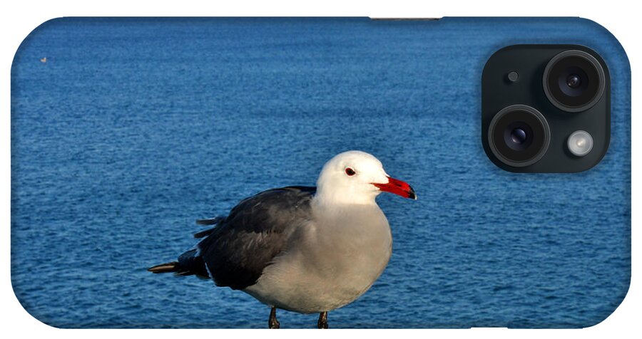 Seagull iPhone Case featuring the photograph Bird on a rail by Diane Lent