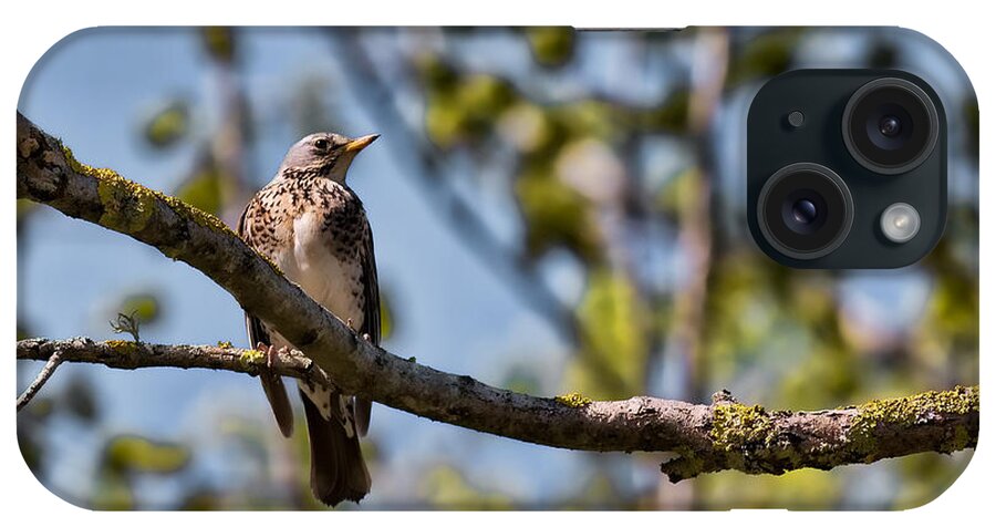 Bird iPhone Case featuring the photograph Bird Sitting On Brach by Leif Sohlman