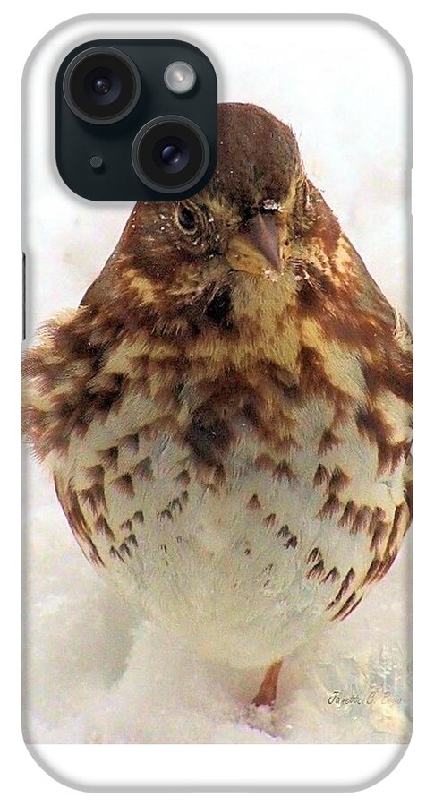Baby iPhone Case featuring the photograph Fox Sparrow in Snow by Janette Boyd