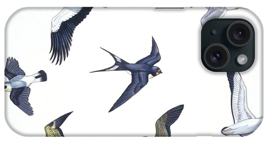 White Background iPhone Case featuring the photograph Birds by Deagostini/uig/science Photo Library