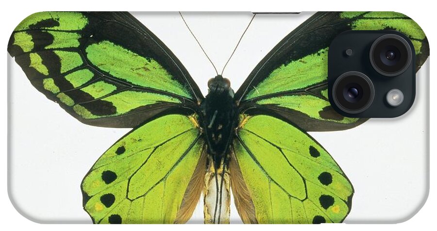 Colour iPhone Case featuring the photograph Birdwing Butterfly by Natural History Museum, London/science Photo Library