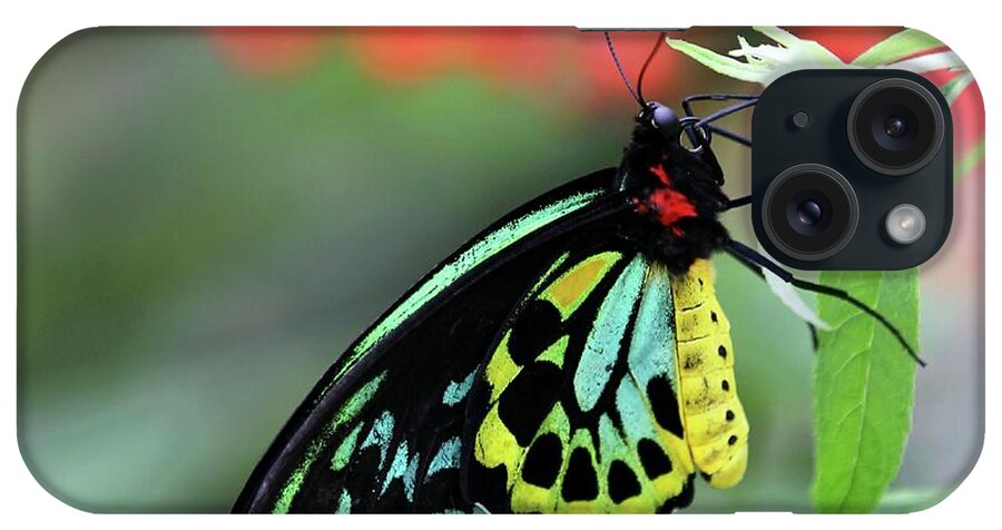 Beautiful iPhone Case featuring the photograph Birdwing Butterfly by Sabrina L Ryan