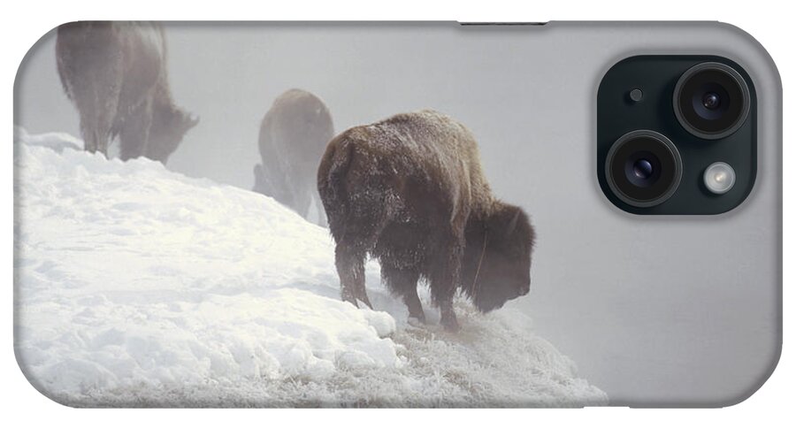 Feb0514 iPhone Case featuring the photograph Bison Along Snowy Riverbank Yellowstone by Konrad Wothe