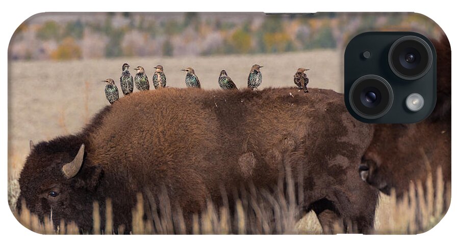 Bison iPhone Case featuring the photograph Bison and Buddies by Kathleen Bishop