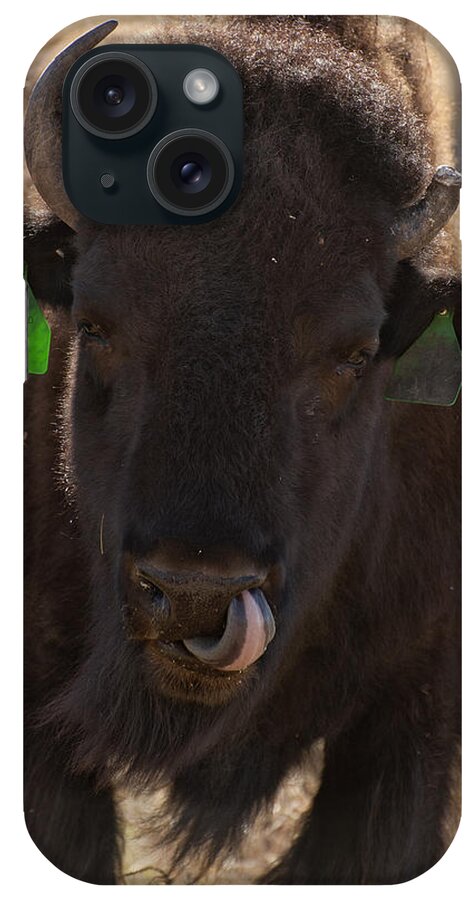Animals Art iPhone Case featuring the photograph Bison One Horn Tongue in Nose by Melany Sarafis