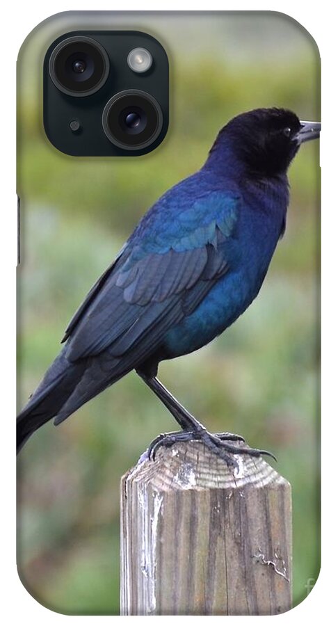 Grackle iPhone Case featuring the photograph Black and Blue by Carol Bradley