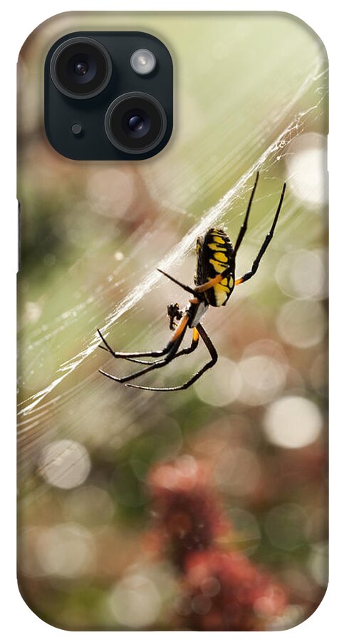 Black And Yellow Argiope iPhone Case featuring the photograph Black and Yellow Argiope Spider on Web by Kathy Clark