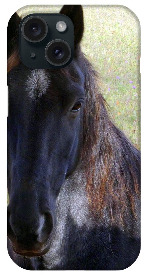 Black Beauty iPhone Case featuring the photograph Black Beauty by Kathleen Luther