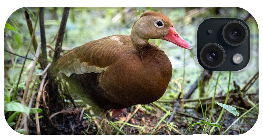 Black-bellied Whistling Duck iPhone Case featuring the photograph Black-bellied Whistling Duck 2 by Gregory Daley MPSA
