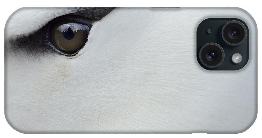 Black-browed Albatross iPhone Case featuring the photograph Black Brow by Tony Beck