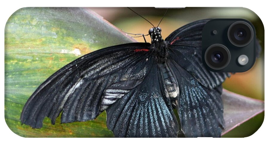 Butterfly iPhone Case featuring the photograph Black Butterfly by Jeremy Hayden