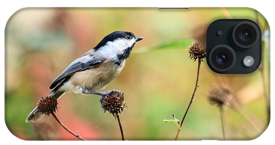 Black Capped Chickadee iPhone Case featuring the photograph Black Capped Chickadee 1 by Ben Graham