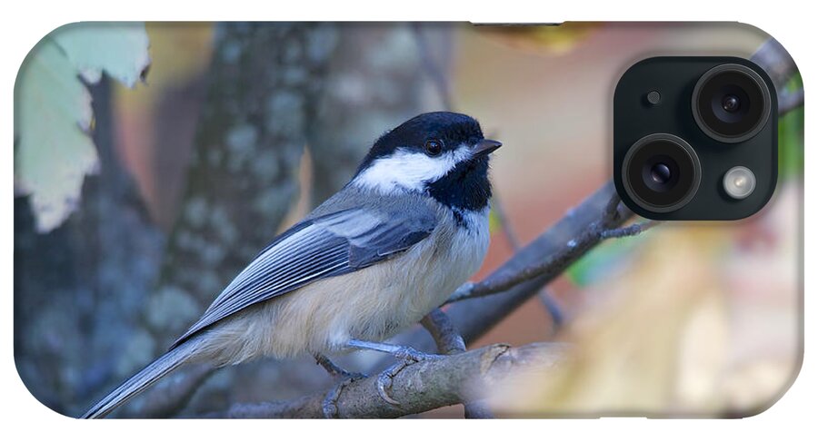 Black-capped Chickadee iPhone Case featuring the photograph Black-capped Chickadee by Nature and Wildlife Photography