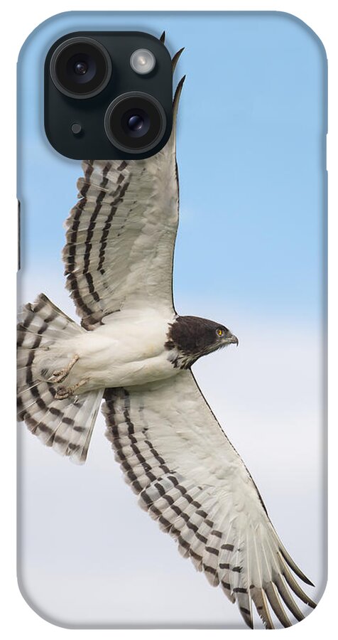Photography iPhone Case featuring the photograph Black-chested Snake Eagle Circaetus by Panoramic Images