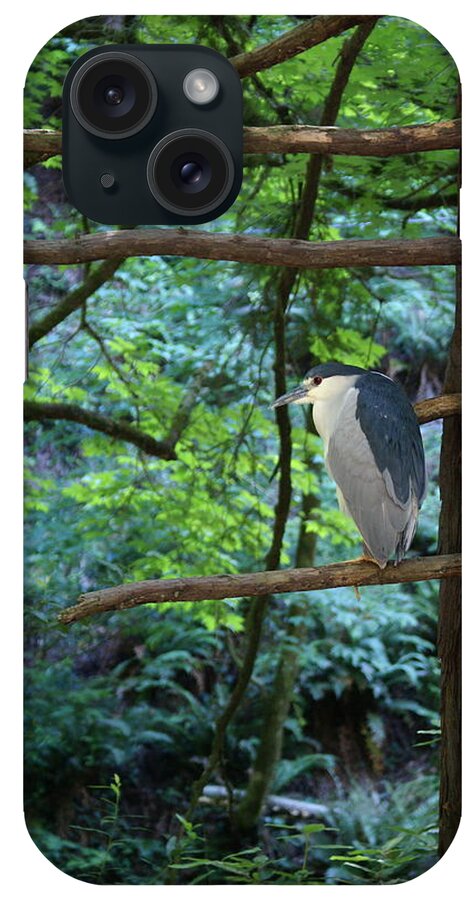 Heron iPhone Case featuring the photograph Black-Crowned Night Heron by Ben Upham III