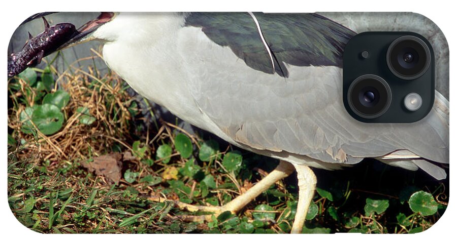 Animal iPhone Case featuring the photograph Black-crowned Night-heron Eating A Fish by Millard H. Sharp