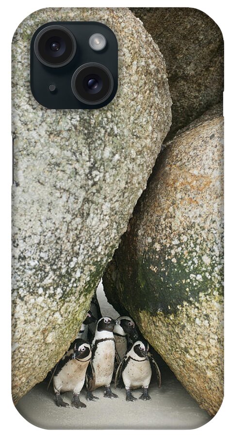 Feb0514 iPhone Case featuring the photograph Black-footed Penguins Boulders Beach by Kevin Schafer
