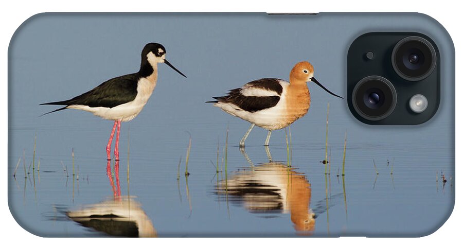 American Avocet iPhone Case featuring the photograph Black-necked Stilt And American Avocet by Ken Archer