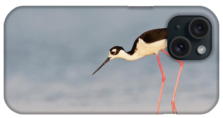Adult iPhone Case featuring the photograph Black- Necked Stilt (himantopus by Larry Ditto