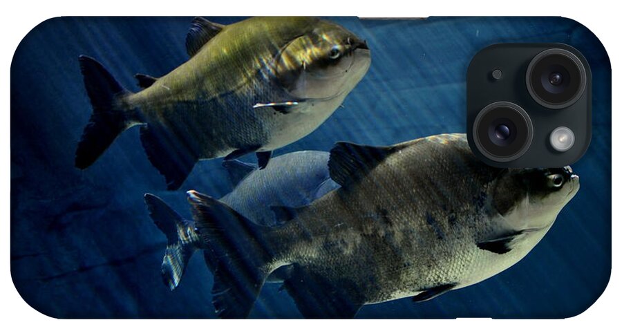 Pacu iPhone Case featuring the photograph Black Pacu by Nathan Abbott