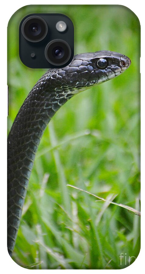 Snake iPhone Case featuring the photograph Black Racer by Kathy Baccari