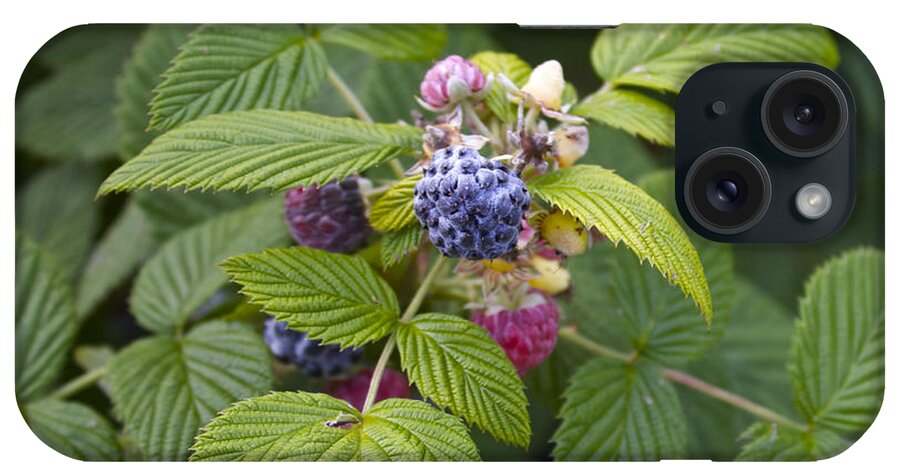 Rubus Occidentalis iPhone Case featuring the photograph Black Raspberry by Venetia Featherstone-Witty