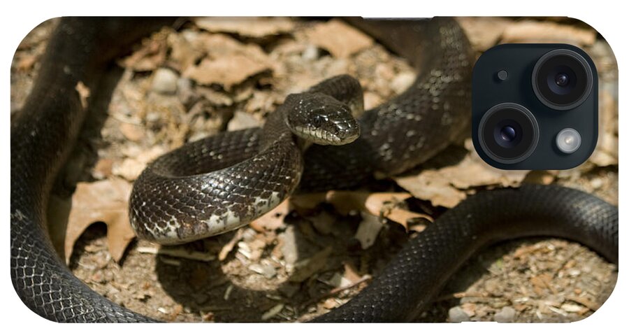 Animal iPhone Case featuring the photograph Black Rat Snake by Paul Whitten