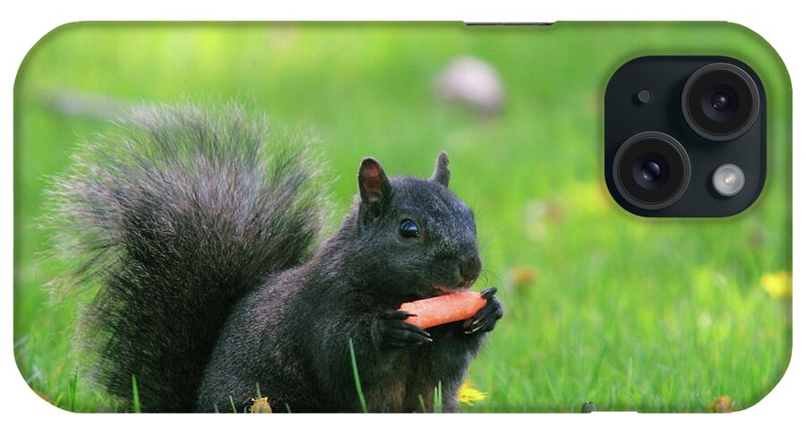 Black Color iPhone Case featuring the photograph Black Squirrel by David R. Tyner