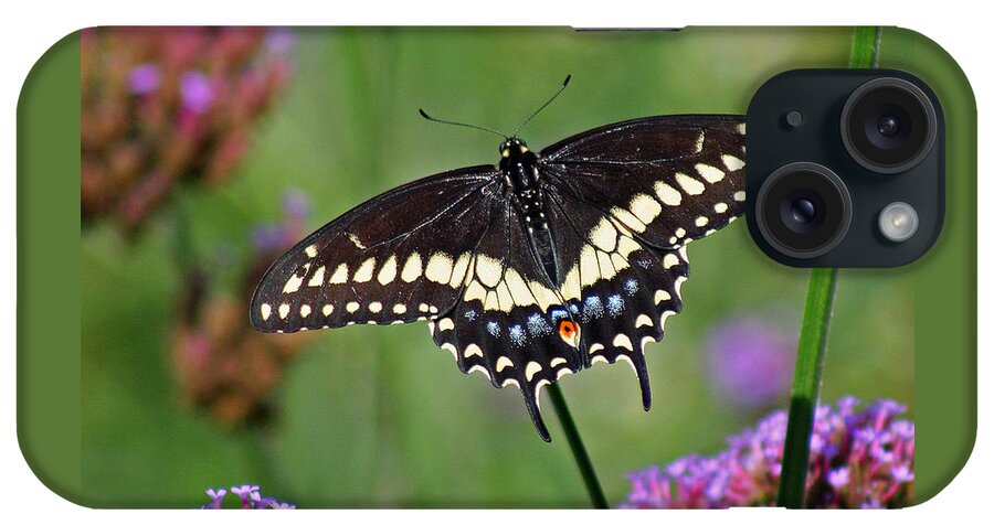 Black Swallowtail iPhone Case featuring the photograph Black Swallowtail Butterfly by Karen Adams