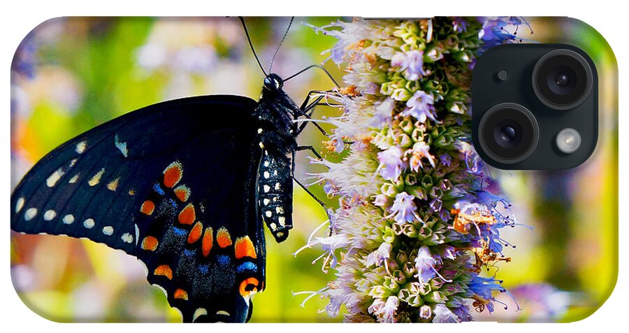 Black Swallowtail iPhone Case featuring the photograph Black Swallowtail by William Jobes