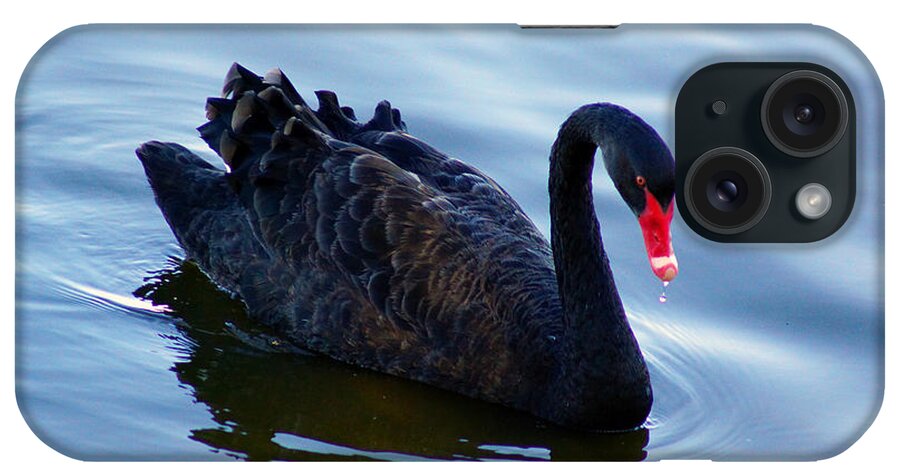 Swan iPhone Case featuring the photograph Black Swan by Cassandra Buckley