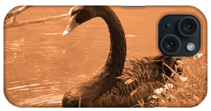 Bird iPhone Case featuring the photograph Black Swan by Leticia Latocki