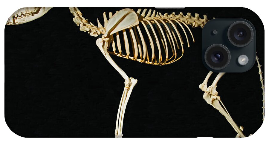 Anatomy iPhone Case featuring the photograph Black Tailed Jackel Skeleton by Millard H. Sharp