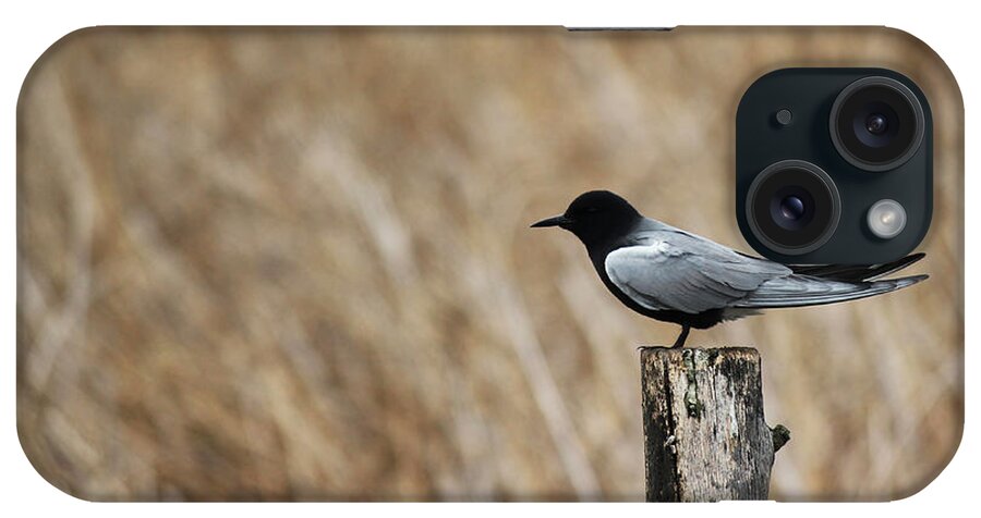 Black Tern iPhone Case featuring the photograph Black Tern by Ryan Crouse