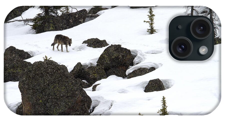 Grey Wolf iPhone Case featuring the photograph Black Wolf by Aaron Whittemore