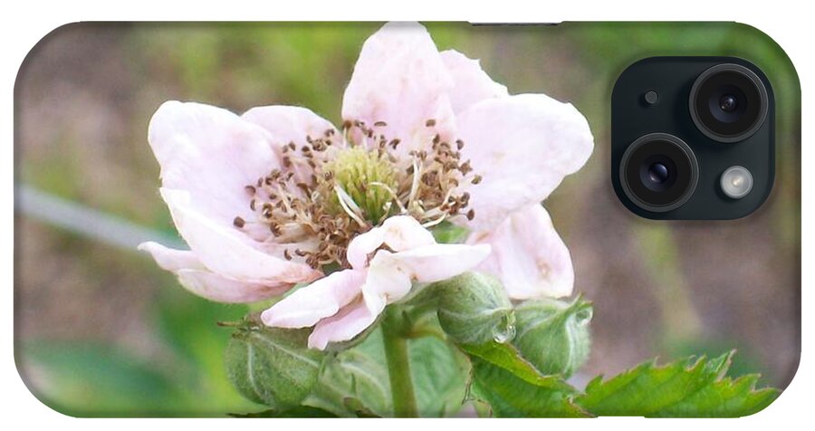  iPhone Case featuring the photograph Blackberry Blossom by Belinda Lee