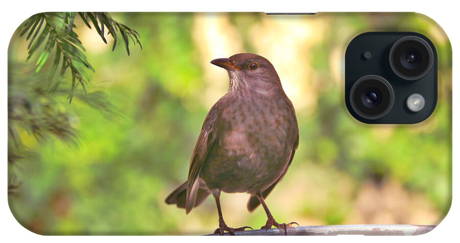 Black iPhone Case featuring the photograph Blackbird by Amanda Mohler